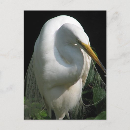 Carte Postale Héron blanc (Devant)
