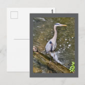 Carte Postale Héron bleu (Devant / Derrière)