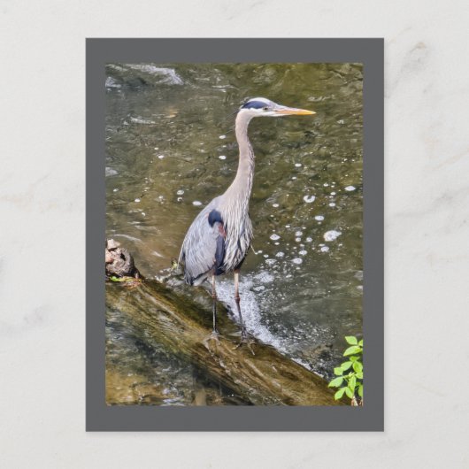Carte Postale Héron bleu (Devant)