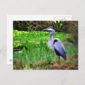 Carte Postale Héron bleu (Devant / Derrière)