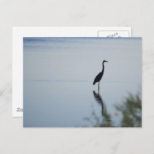 Carte Postale Héron bleu (Devant / Derrière)