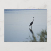 Carte Postale Héron bleu (Devant)