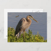 Carte Postale Héron bleu (Devant / Derrière)