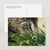 Carte Postale Héron bleu au zoo de San Diego (Devant / Derrière)