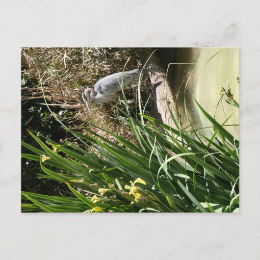 Carte Postale Héron bleu au zoo de San Diego (Devant)