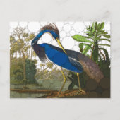 Carte Postale Héron bleu de Louisiane par John James Audubon (Devant)