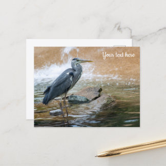 Carte Postale Héron cendré