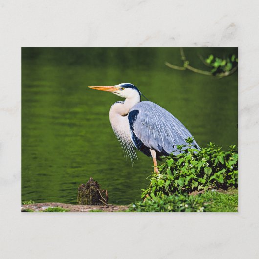 Carte Postale Héron cendré (Devant)