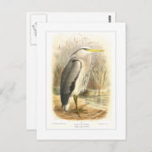 Carte Postale Héron cendré (Devant / Derrière)