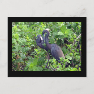 Carte postale Heron Couple