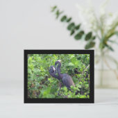 Carte postale Heron Couple (Debout devant)