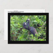 Carte postale Heron Couple (Devant / Derrière)
