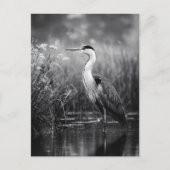 Carte Postale Heron dans le marais noir et blanc (Devant)
