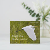 Carte Postale Heron de Charleston (Debout devant)