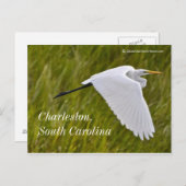 Carte Postale Heron de Charleston (Devant / Derrière)