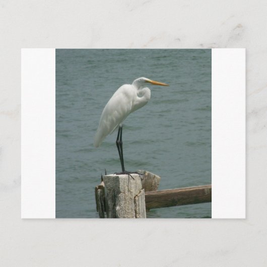 Carte Postale Héron de la Floride (Devant)