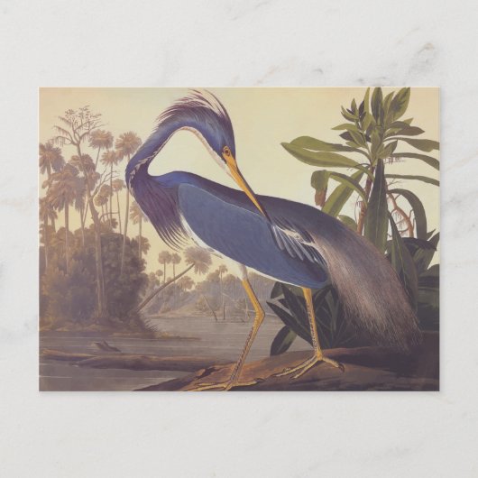 Carte Postale Héron de la Louisiane d'Audubon ou héron de (Devant)