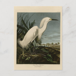 Carte Postale Héron de neige (Egret) - Les oiseaux d'Amérique d'