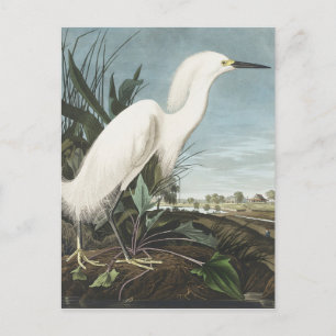 Carte Postale Héron de neige ou aigrette blanche des oiseaux d'A