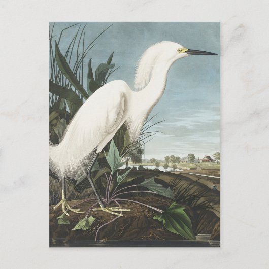 Carte Postale Héron de neige ou aigrette blanche des oiseaux d'A (Devant)