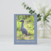 Carte postale Héron de nuit à couronne jaune (Debout devant)