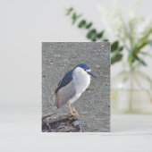 Carte Postale Héron de nuit à couronne noire (Debout devant)