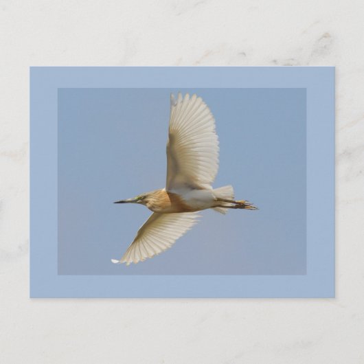 Carte Postale Héron de Squacco (Devant)