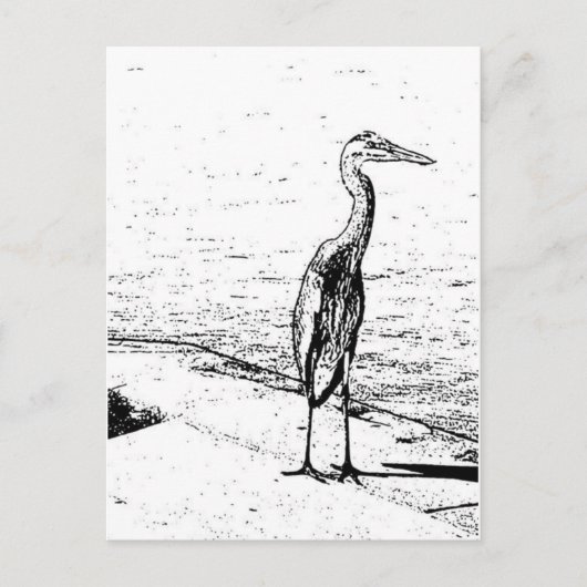 Carte Postale Héron en encre (Devant)