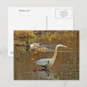 Carte Postale Heron et Mallards (Devant / Derrière)