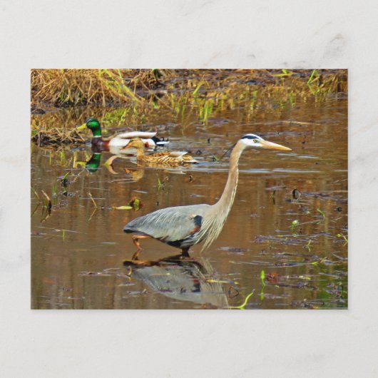 Carte Postale Heron et Mallards (Devant)