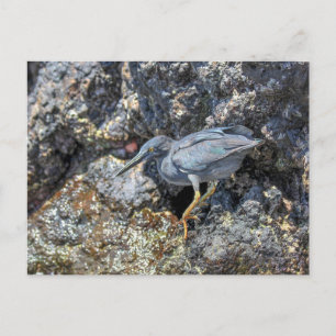 Carte Postale Héron garde-bœufs des Galapagos