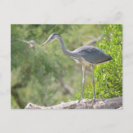 Carte Postale Heron gris perché dans l'arbre (Devant)
