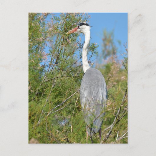 Carte Postale Heron gris perché dans l'arbre (Devant)