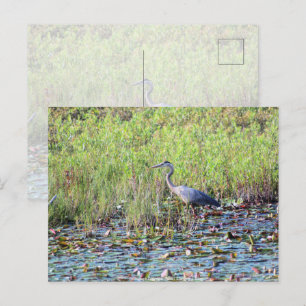 Carte Postale Heron P640