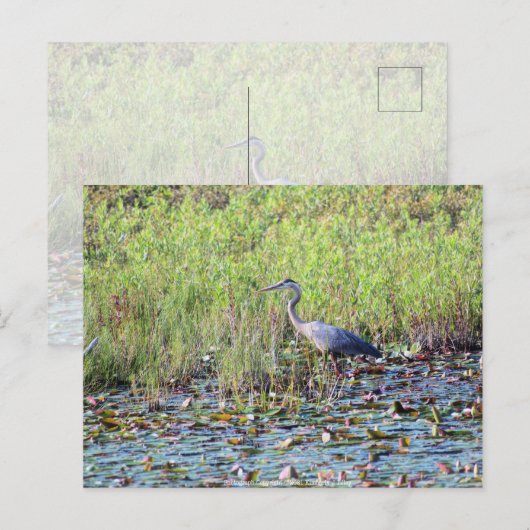 Carte Postale Heron P640 (Devant / Derrière)