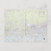 Carte Postale Heron P640 (Dos)