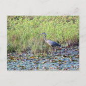 Carte Postale Heron P640 (Devant)
