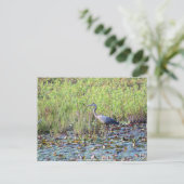 Carte Postale Heron P640 (Debout devant)