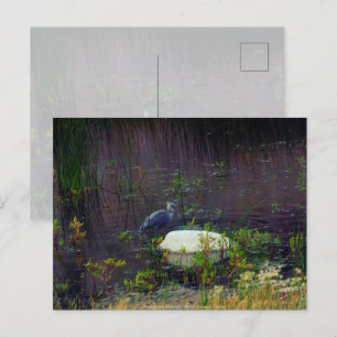 Carte Postale Heron P9687