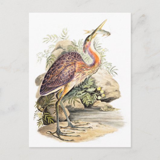 Carte Postale Heron pourpre (avec poisson) art par Elizabeth Gwi (Devant)
