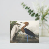 Carte Postale Heron pourpre des oiseaux d'Amérique (Debout devant)