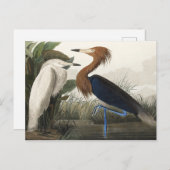 Carte Postale Heron pourpre des oiseaux d'Amérique (Devant / Derrière)