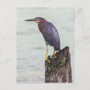 Carte Postale Heron vert