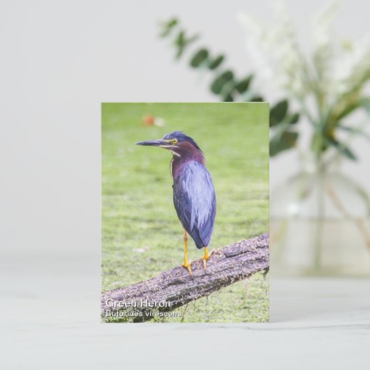 Carte Postale Heron vert (Debout devant)