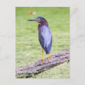 Carte Postale Heron vert (Devant)
