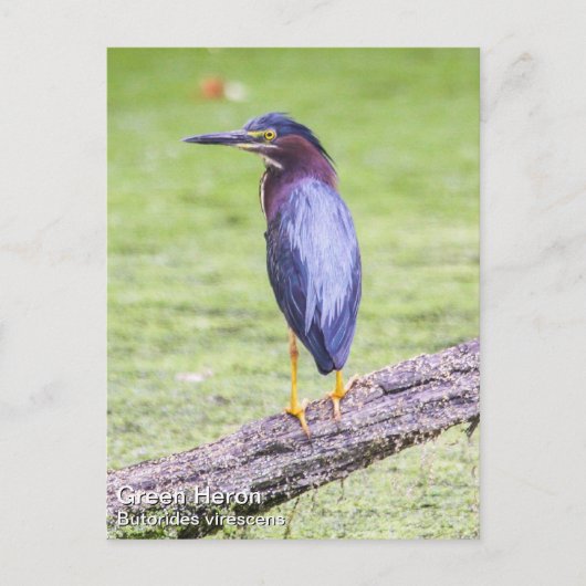 Carte Postale Heron vert (Devant)