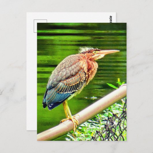Carte Postale héron vert (Devant / Derrière)