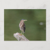 Carte Postale Héron vert sur un log (Devant)