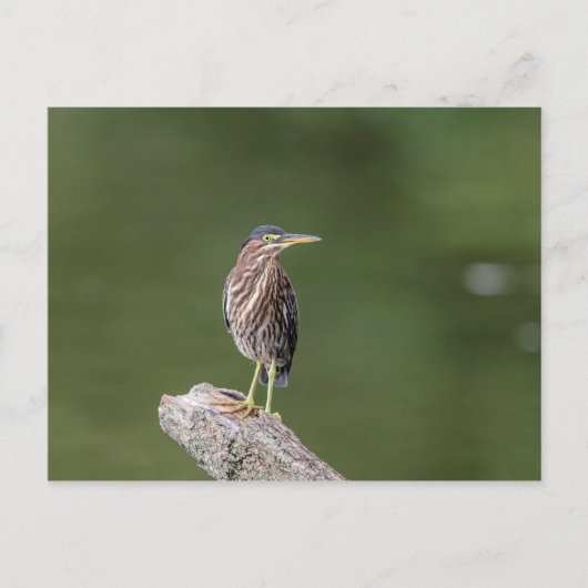 Carte Postale Héron vert sur un log (Devant)