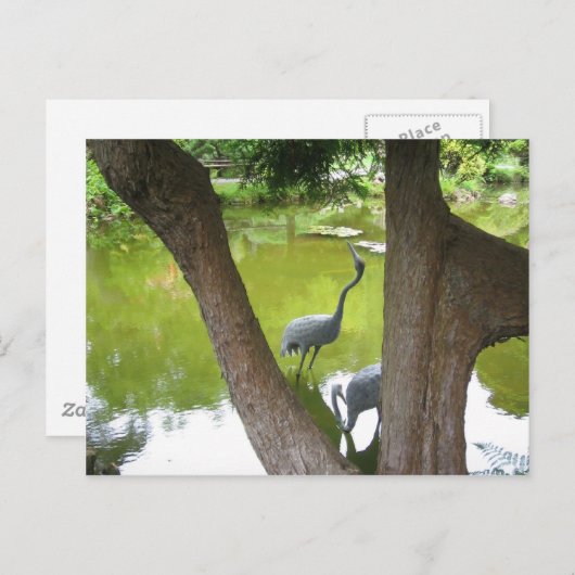 Carte Postale Hérons (Devant / Derrière)